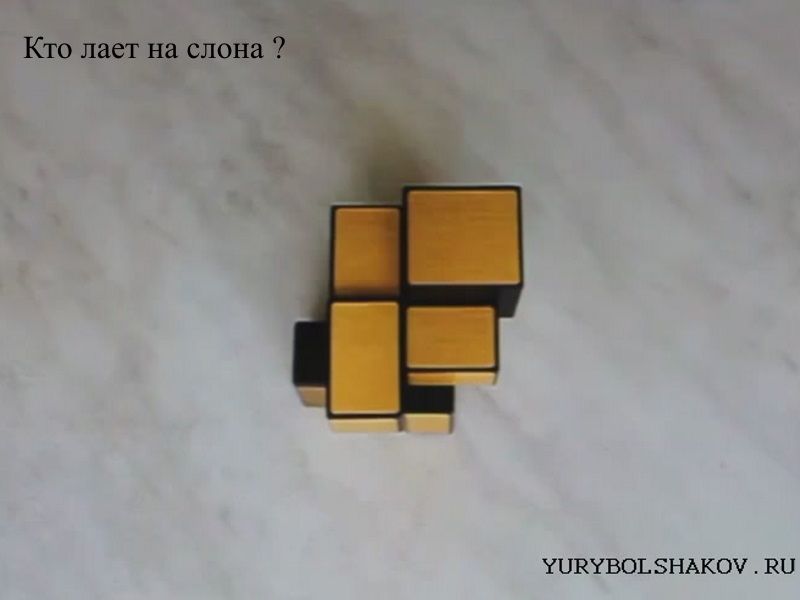 Кто лает на слона
